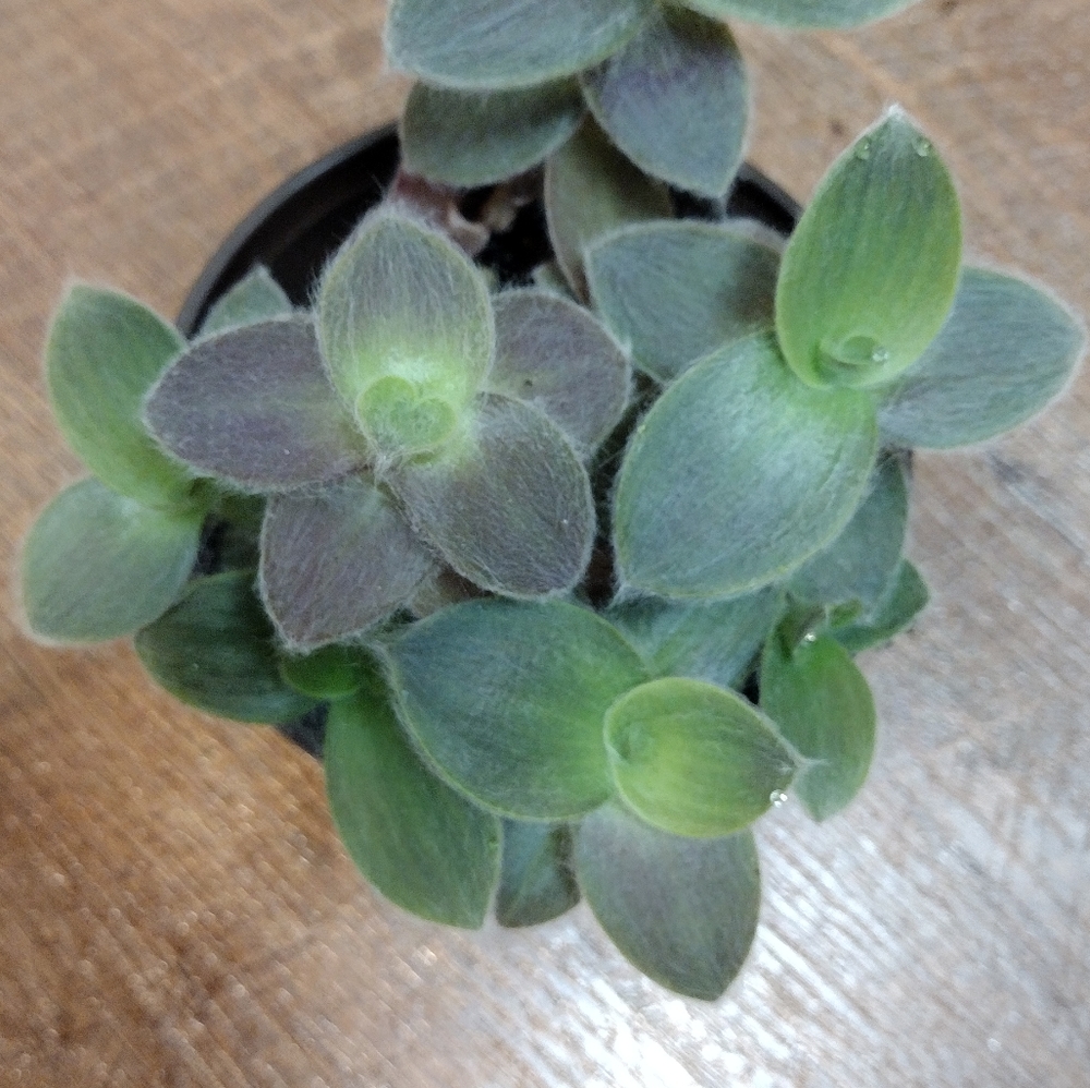Pale Puma Tradescantia
